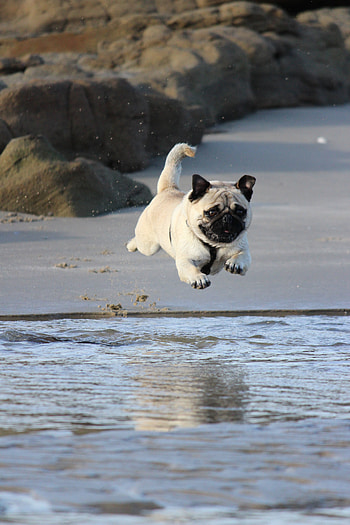 Pug, funny HD phone wallpaper
