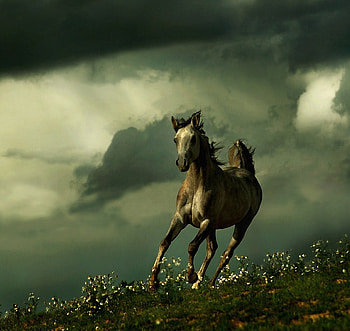Tracing My Own Way, arabian, horses, oriental, grey HD wallpaper