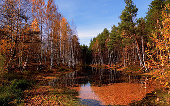 Nature, Water, Trees, Sky, Autumn, Lake, Surface, Leaf Fall, Fall, Puddle, October, Clear, I See HD wallpaper