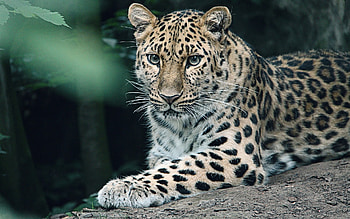 Amur Leopard, animal, big wild, cat HD wallpaper