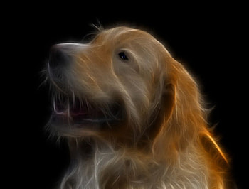 fractalius dog, dog, fractalius HD wallpaper