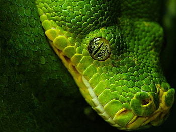 Animals, Snakes HD wallpaper