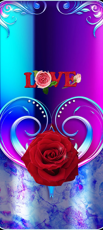 Blue Brave heart Love, hybrid tea rose, beautiful, pink, premium, luxury HD phone wallpaper