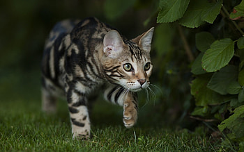 Cute Kitten, animal, cute, cat, pet HD wallpaper