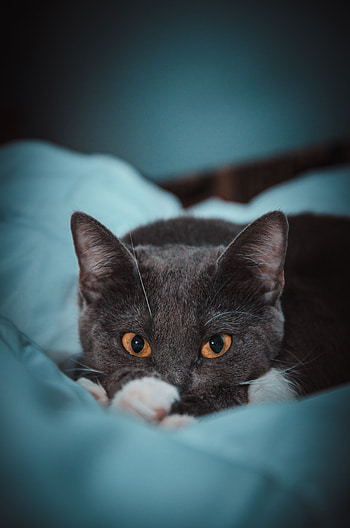 Animals, Cat, Eyes, Grey, Watch, To Watch HD phone wallpaper