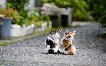 Adorable Cat Group (7) HD wallpaper
