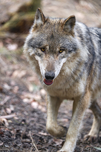 Animals, Muzzle, Predator, Wolf, Protruding Tongue, Tongue Stuck Out HD phone wallpaper