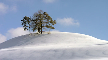 Nature, Trees, Snow, Hill, Cold, Snowstorm, Wind HD wallpaper