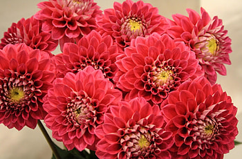 Flowers, Close-Up, Bouquet, Dahlias HD wallpaper