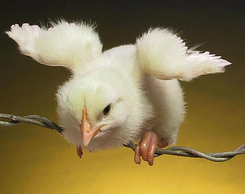 Cute, baby, hen, nice HD wallpaper