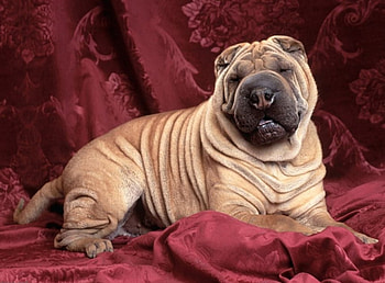 Relaxed, dog HD wallpaper