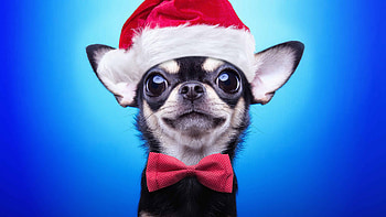 Chihuahua Santa hat, Ultra , Festive dog, Christmas spirit HD wallpaper