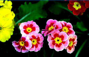 flowers, pink, yellow, green, red HD wallpaper