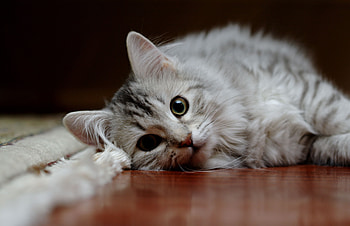 Animals, Cat, Fluffy, To Lie Down, Lie, Parquet HD wallpaper