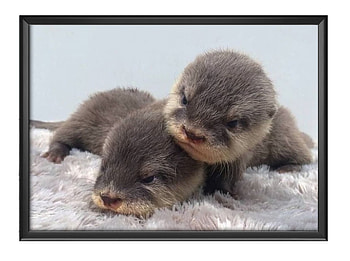 CUTE OTTERS, CUTE, NATURE, OTTERS HD wallpaper