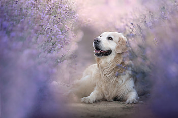 Golden-Retriever, animal, Golden, Retriever, Dog HD wallpaper