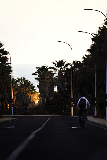 Palms, Miscellanea, Miscellaneous, Road, Turn, Asphalt, Cyclist HD phone wallpaper