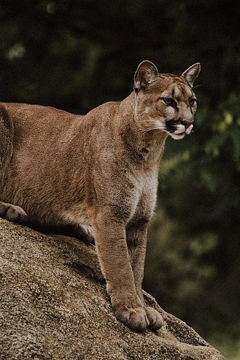 Animals, Puma, Predator, Big Cat, Wildlife HD phone wallpaper