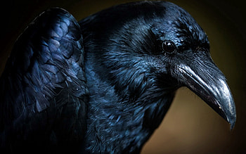 Animals, Bird, Eyes, Crow HD wallpaper