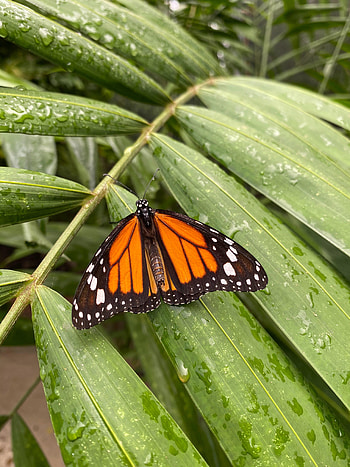 Animals, Leaves, Pattern, Butterfly, Wings, Monarch Butterfly, Butterfly Monarch HD phone wallpaper