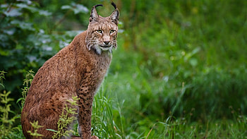 Red Lynx, Lynx , Baltana, Animals HD wallpaper