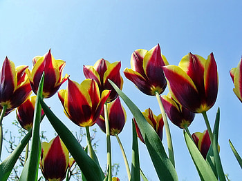 Flowers, Sky, Tulips, Disbanded, Loose, Spring, Variegated, Mottled HD wallpaper