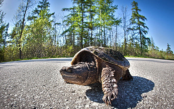 Animals, Trees, Road, Stroll, Carapace, Shell, Turtle HD wallpaper