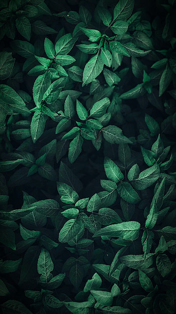 Leaf, nature, woods HD phone wallpaper