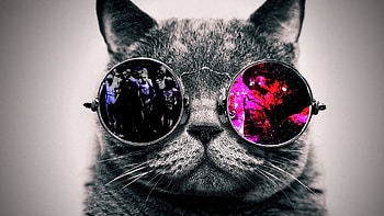 Cool Cat [] Need HD wallpaper
