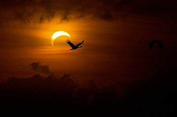 Geese, Birds, Sun, Swans, Dark, Shine, Light, Darkness, Evening HD wallpaper