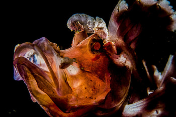 Paddle Flap Rhinopias, Paddle flap scorpionfish, Back lit, Macro, Bali HD wallpaper
