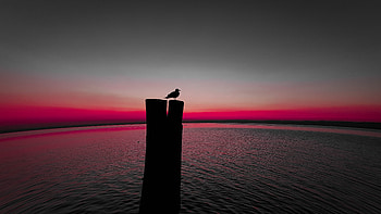 Animals, Sea, Horizon, Silhouette, Bird, Pillar, Post, Gull, Seagull HD wallpaper