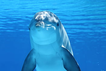 A captivating underwater shot of a dolphin swimming in clear blue water. HD wallpaper