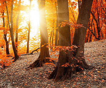 Autumn Forest, sunshine, leaves, autumn, fall season, forest, tree HD wallpaper