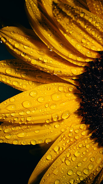 Drops, Sunflowers HD phone wallpaper