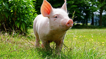 Captivating pig , Farm animal charm, Oink-tastic backgrounds, Playful snouts HD wallpaper