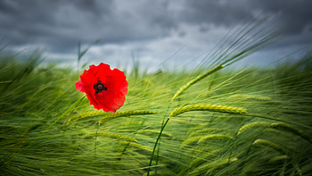 Alone, fields, sky, nature, poppy HD wallpaper