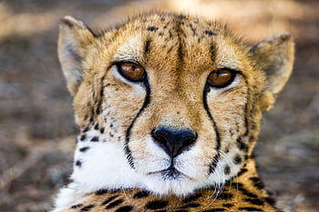 Intense gaze of a wild cheetah in natural habitat, showcasing its elegant features. HD wallpaper