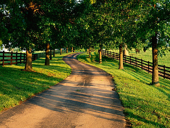 :), rural, tree, green, path, nature HD wallpaper