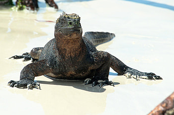 Galapagos Islands, Rich ecosystem, Unique wildlife, Scientific discovery HD wallpaper