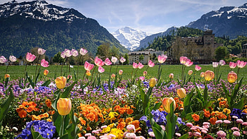 LauterBrunnen Valley, Interlaken - Switzerland, blossoms, clouds, landscape, sky, flowers, alps HD wallpaper