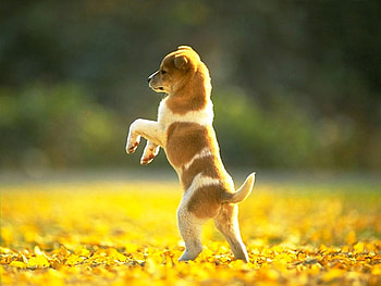 Walking dog, dog, puppy, forest, walk HD wallpaper