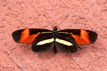 False Erato-Butterfly, beautiful, butterfly, false erato HD wallpaper