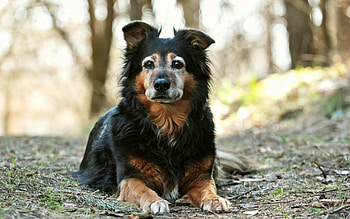 Dog, sweet, animal, dogs, cute, beautiful, puppys, puppy, pretty, animals, lovely HD wallpaper