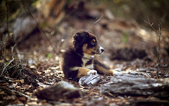Animals, Nature, Dog, Puppy, Run Away, Run HD wallpaper