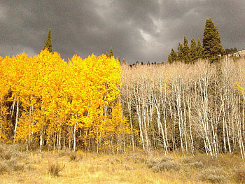 Two aspen trees meeting, Root-connected clones, Unity in diversity, Interwoven existence HD wallpaper