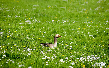 Animals, Flowers, Grass, Bird, Beak, Goose HD wallpaper