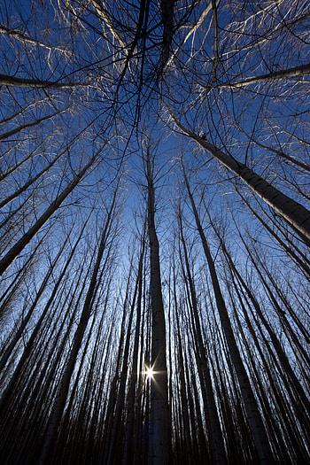 Nature, Trees, Rays, Beams, Branches, Bottom View HD phone wallpaper