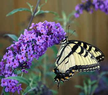 butterfly, beautiful, purple flower, tiger swallowtail HD wallpaper