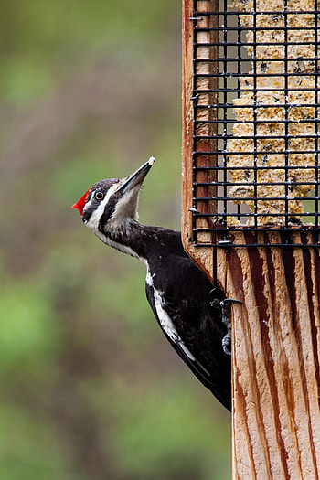 Pileated woodpecker, Bird in nature, , Birdwatching HD phone wallpaper